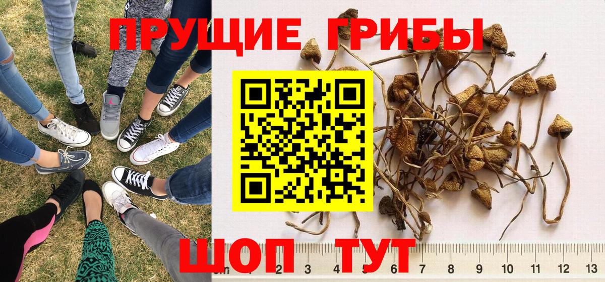 Псилоцибиновые грибы прущие грибы  Галлюциногенные грибы Magic Shrooms  как найти наркотики  Вход с VPN  Михайловск 